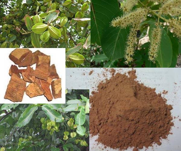 Arjuna tree bark and powder