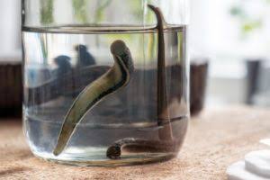 Storage of leech in pot to be used for leech therapy 