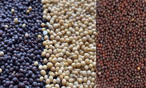 Types of mustard seeds 