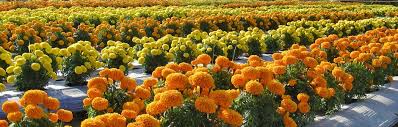 Attractive colors of marigold 
