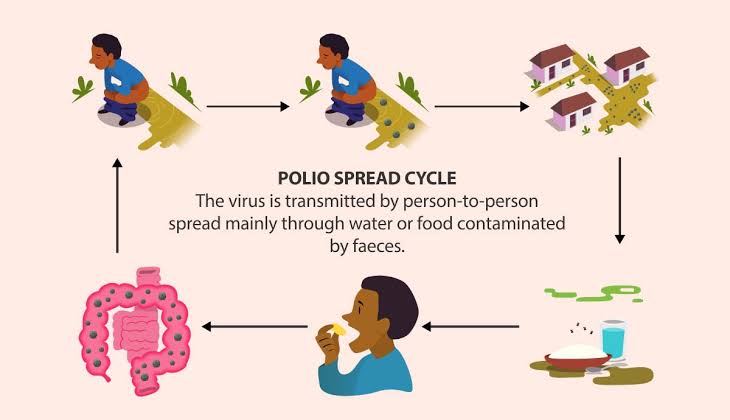 Polio spread cycle 
