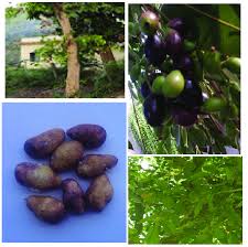 Parts Used of Jamun 