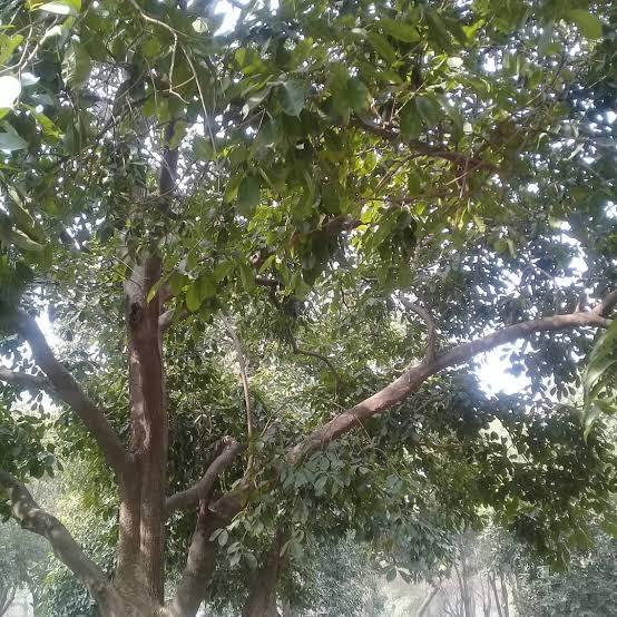 Jamun Tree