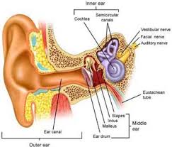 How hearing loss happens?
