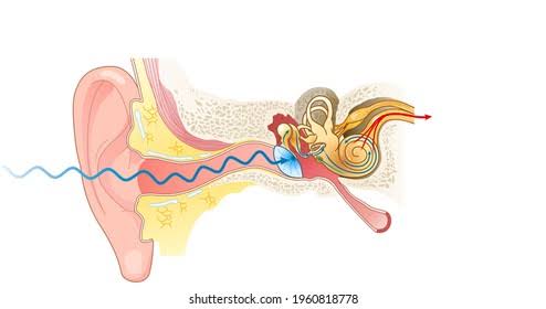 How function of eardrum disturb in tympanitis?
