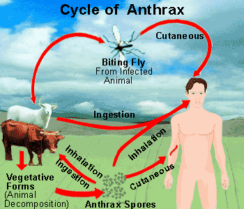 How anthrax transmitted?