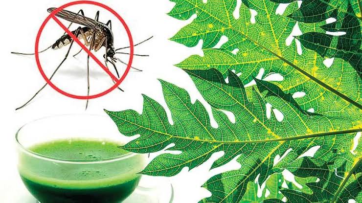 Papaya leaves helps treating dengue fever