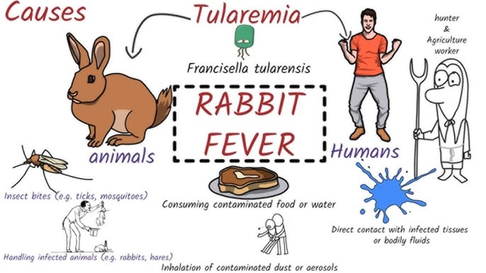 Causes of Tularemia 
