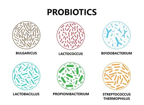 Types of Probiotics 