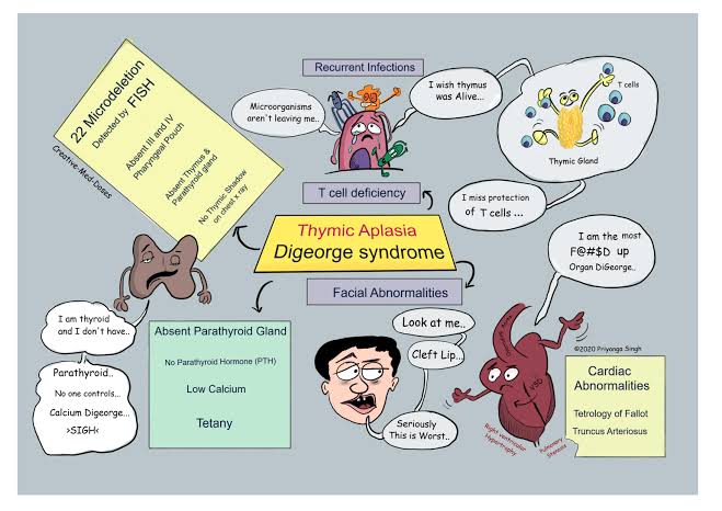 Symptoms of Thymic Hypoplasia 